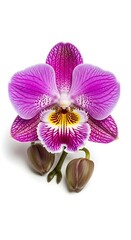 Vibrant Orchid Blossom - A Close-Up of Floral Beauty.