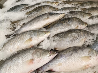 Large fish in ice tray