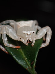 White crab spider (Thomisus spectabilis)