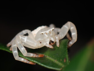 White crab spider (Thomisus spectabilis)