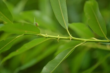 Fototapeta premium Salix subfragilis, called Seonbeodeul in Korea, is a willow species with delicate, easily broken branches. It belongs to Salicaceae and grows in wetlands, valued in ecology and landscaping.