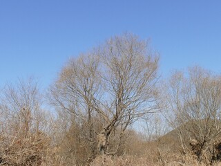 Salix subfragilis, called Seonbeodeul in Korea, is a willow species with delicate, easily broken branches. It belongs to Salicaceae and grows in wetlands, valued in ecology and landscaping.