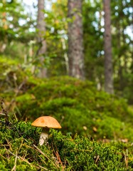 A single orange mushroom in a mossy forest floor