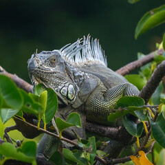iguana on tree