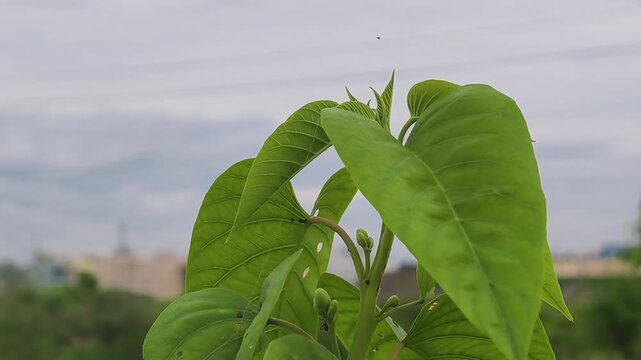 Malabar Nut and A Natural Remedy for Respiratory Health