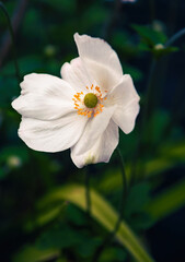 Beautiful blooming white Japanese Anemone	