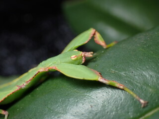 Australian Leaf Insect (Walaphyllium monteithi)