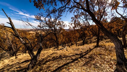Autumn landscape with burned trees