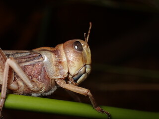 Migratory Locust (Locusta migratoria)