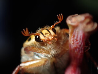 Punctate Flower Chafer or Spotted Flower Chafer (Neorrhina punctata)