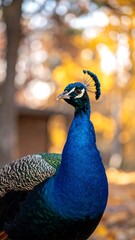 Obraz premium Peacock in Autumn Colors