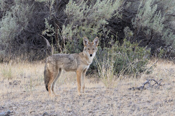 coyote