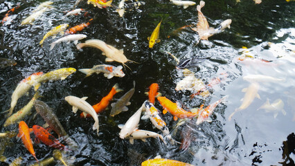 japanese koi fish