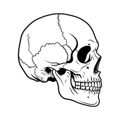 Skull Outline Illustration Side View Anatomy