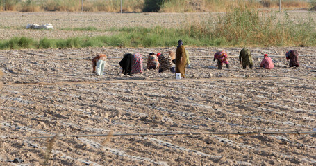 Women working in agriculture in the Jordan Valley area of ​​Jordan.