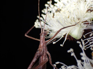 Australian Twig-mimicking Katydid (Zaprochilus australis)