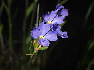 Blue Dampiera (Dampiera strica)