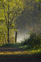 Forest path full of autumn leaves and morning mist, fog and sunshine on the field edge, morning...