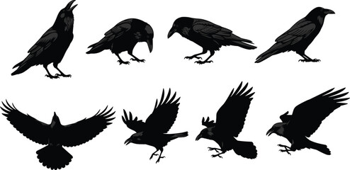 Detailed raven bird illustrations in various poses and flight, black crow vector set for wildlife, nature, gothic, and Halloween designs.
