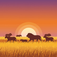 Obraz premium Majestic lion pride walks across savanna during vibrant African sunset