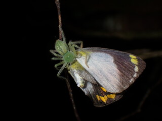Huntsman spider feeding on a butterfly