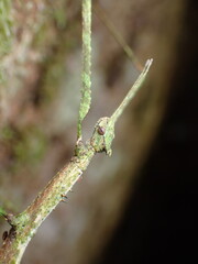 Crowned Stick Insect (Onchestus rentzi)
