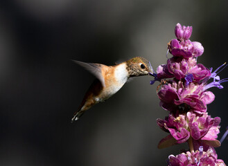hummingbird on a flower