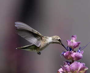 hummingbird on a flower