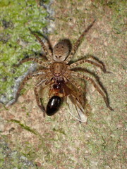 Jungle Huntsman Spider (Heteropoda jugulans) feeding
