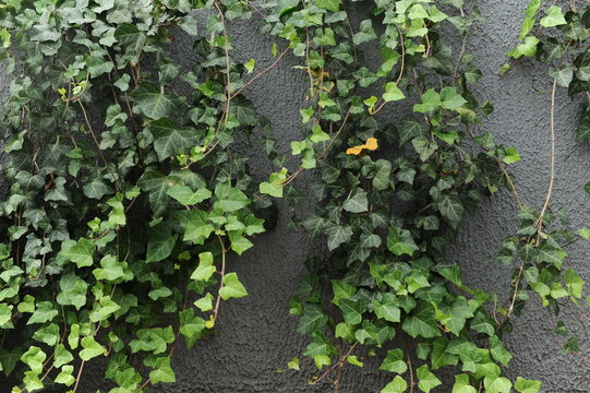 muro com planta trepadeira  derocativo hera planta verde
