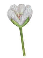 Sweet pears set watercolor illustration, fruits on isolated background, botanical painting. Ripe yellow pear with leaves and flowers