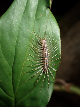 House centipede (Scutigera coleoptrata)