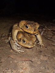 Cane Toad (Rhinella marina) mating