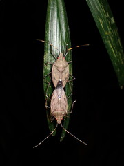 Poecilometis elongatus mating