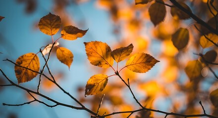 Día despejado Amarillo Autumno Hojas brillantes Belleza Naturaleza de la madera estacional Moscú Rusia Rusia Hermosa Follaje de arce Temporada Sky Tree Gold Leaw Blue Light Fall Russian Colores rusos