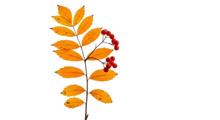 Naklejka premium [Fondo transparente PNG] Las hojas de otoño se ramifican sobre fondo blanco