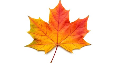 Obraz premium Diez hojas de otoño coloridas que muestran estaciones cambiantes en fondo transparente