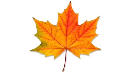 Fototapeta premium Diez hojas de otoño coloridas que muestran estaciones cambiantes en fondo transparente