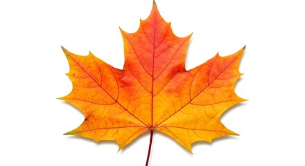 Obraz premium Diez hojas de otoño coloridas que muestran estaciones cambiantes en fondo transparente