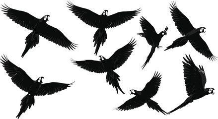 Illustration of flying parrots in various poses, showcasing colorful tropical birds in motion, wildlife, nature, and exotic animal concepts.