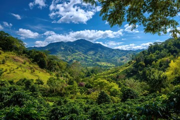 Costa Rica Coffee. Mountain Heaven - Nature and Green Fields in Summer View