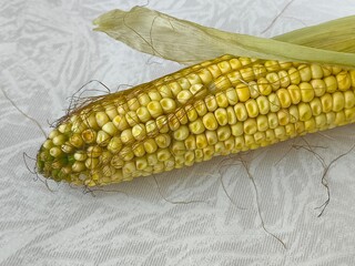 Yellow corn on the cob lies on the table in close-up. GMO products. Grain crops