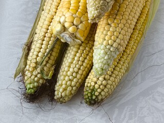Yellow corn on the cob lies on the table in close-up. GMO products. Grain crops
