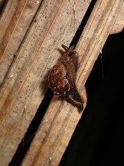 Chameleon Semi-Slug (Fastosarion brazieri)