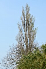 Populus nigra var. italica, called Yangbeodeul in Korea, is a tall deciduous tree with vertical branches. Native to Europe, it is widely planted for landscaping, windbreaks, and riverside greenery.