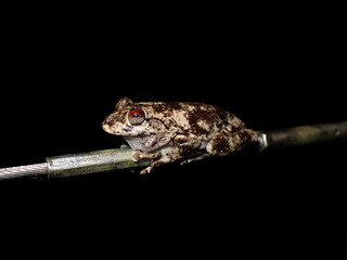 Northern Laughing Tree Frog (Litoria rothii)