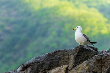 Seagull Standing on Rock with Green Mountain Background