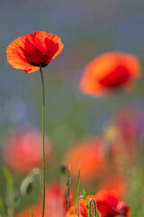 Obraz premium Close-up of a Red Poppy Flower with Soft Bokeh in Korea