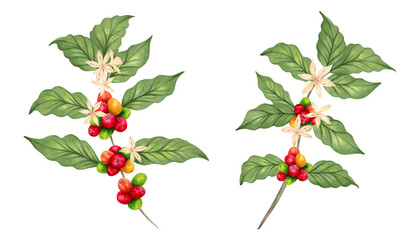 Obraz premium Coffee tree branch with berries and flower. Coffee Day. Watercolor illustration. Aroma of Robusta and Arabica varieties. Hand drawn isolated art. Clipart with the image of ripening coffee beans