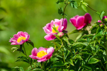 Blooming pink peony flowers in bright sunlight